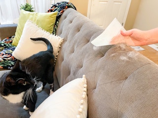 a cat standing on a couch watching a person pick up cat hair with a dryer sheet