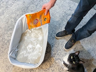 a person sprinkling baking soda on cat litter with a cat sitting next to it