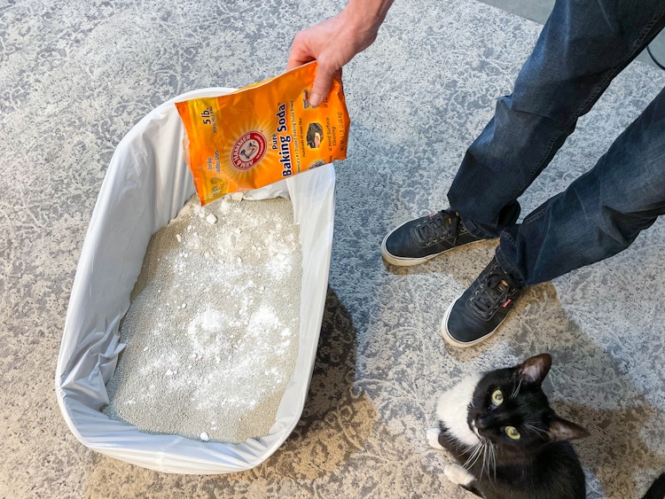 a person sprinkling baking soda on cat litter with a cat sitting next to it 