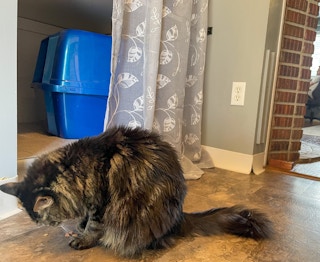 cat sitting in front of a hidden litter box