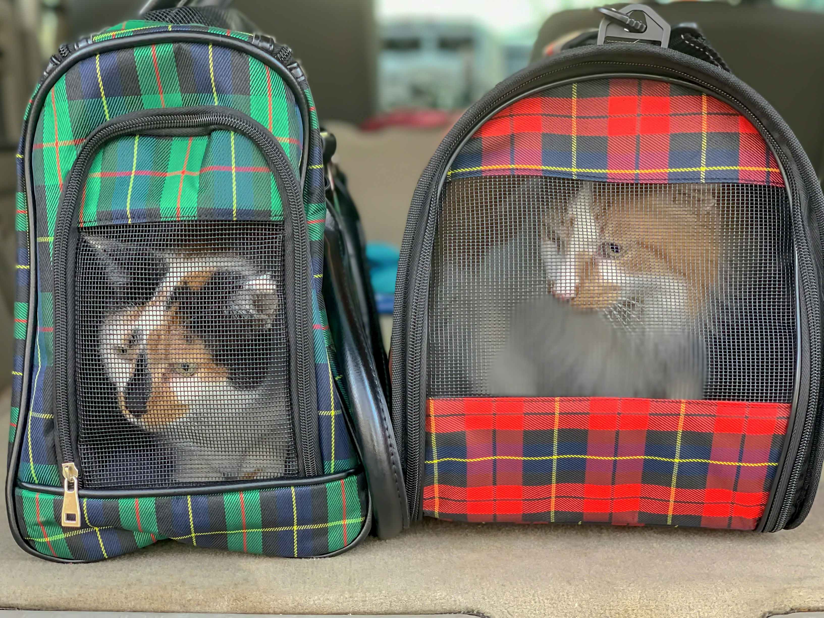 two cats in carriers