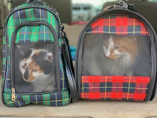 two cats in carriers