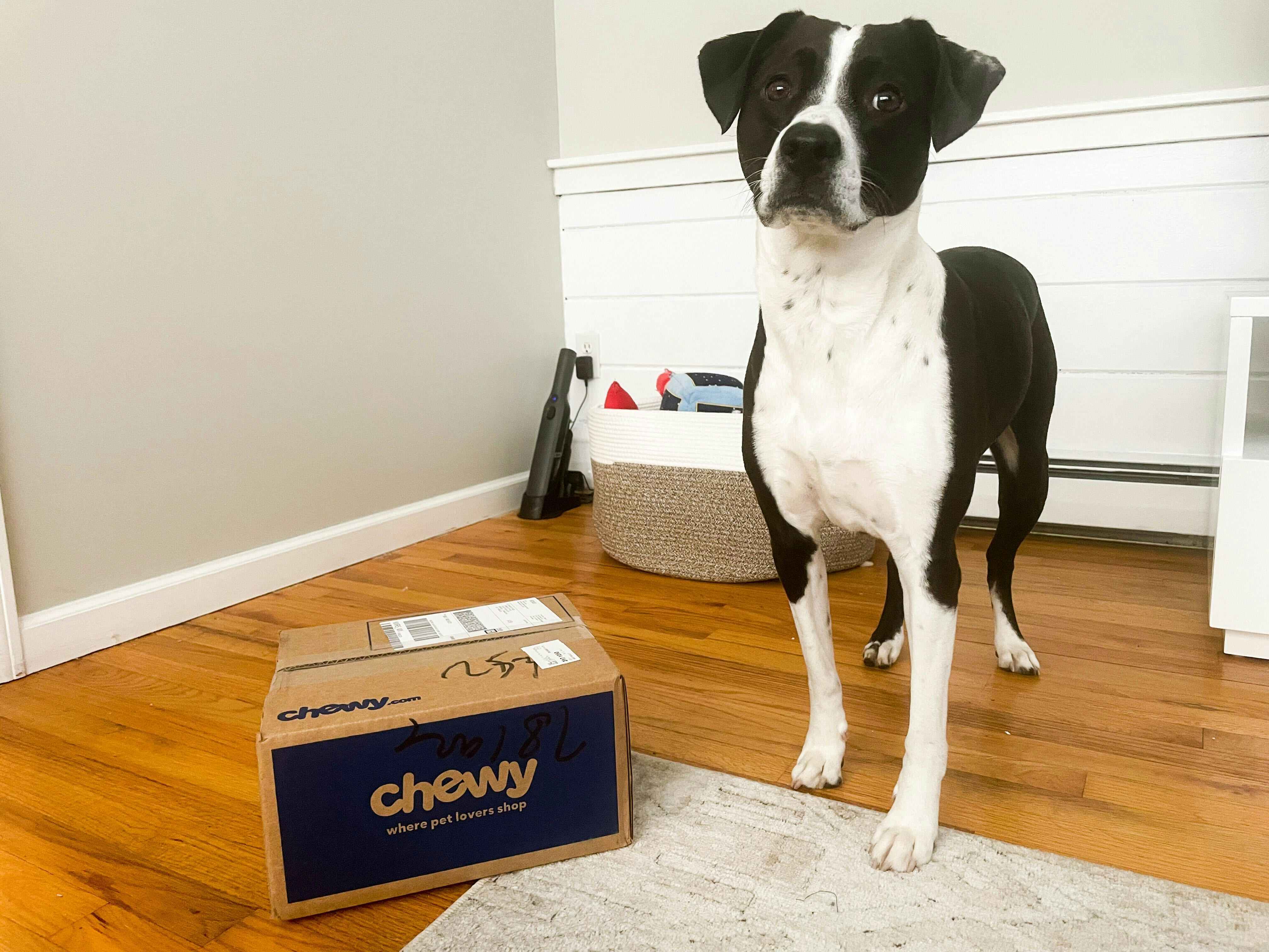 A dog standing in a living room next to a Chewy box on the floor.