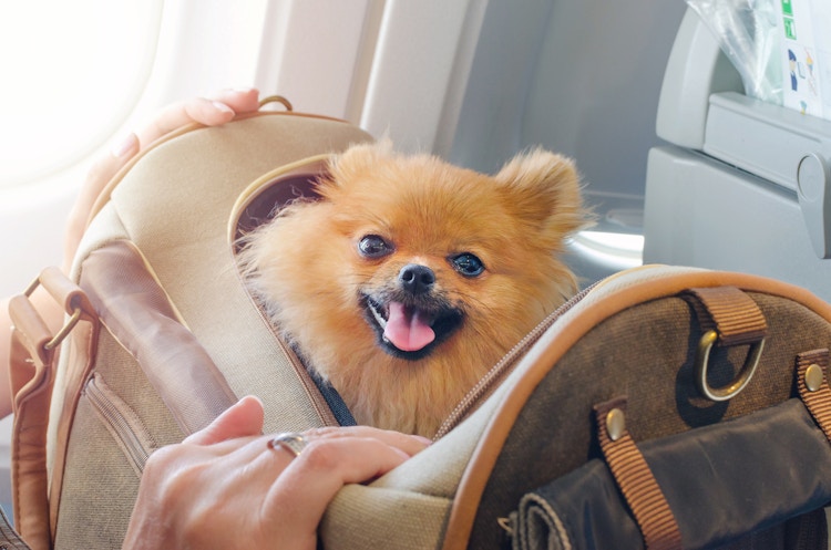 dog in a carrier on someones lap