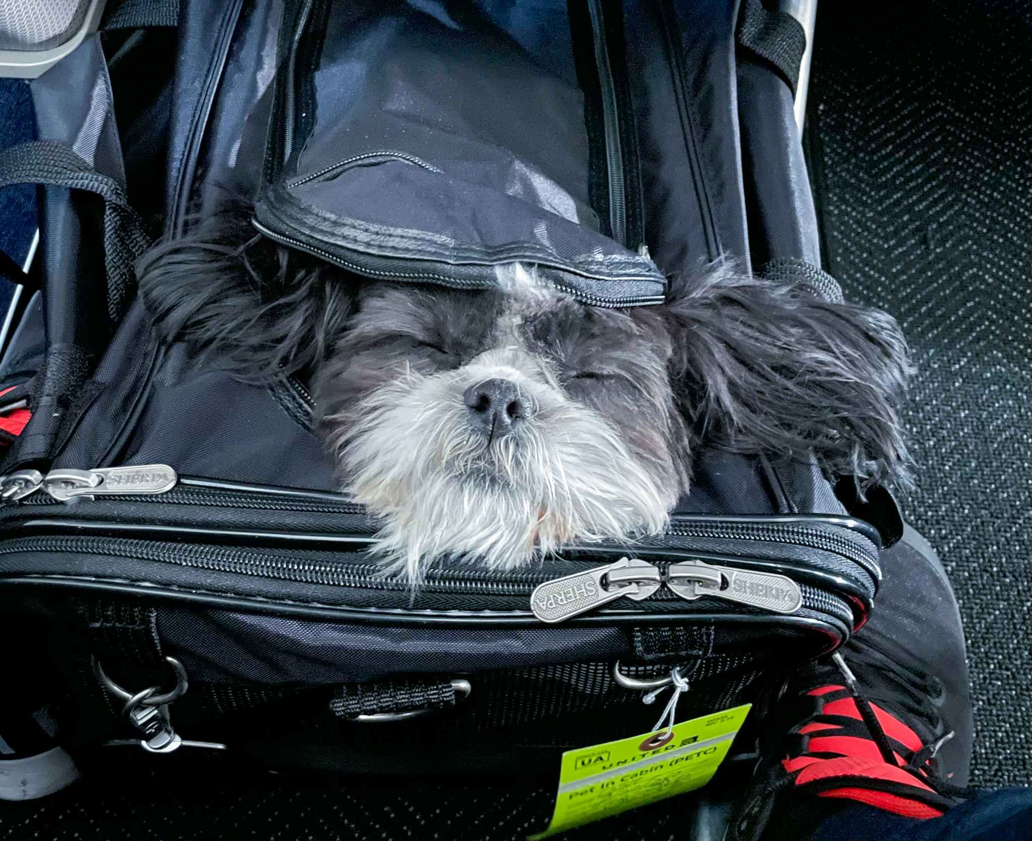 dog in pet carrier