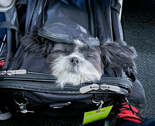 dog in pet carrier