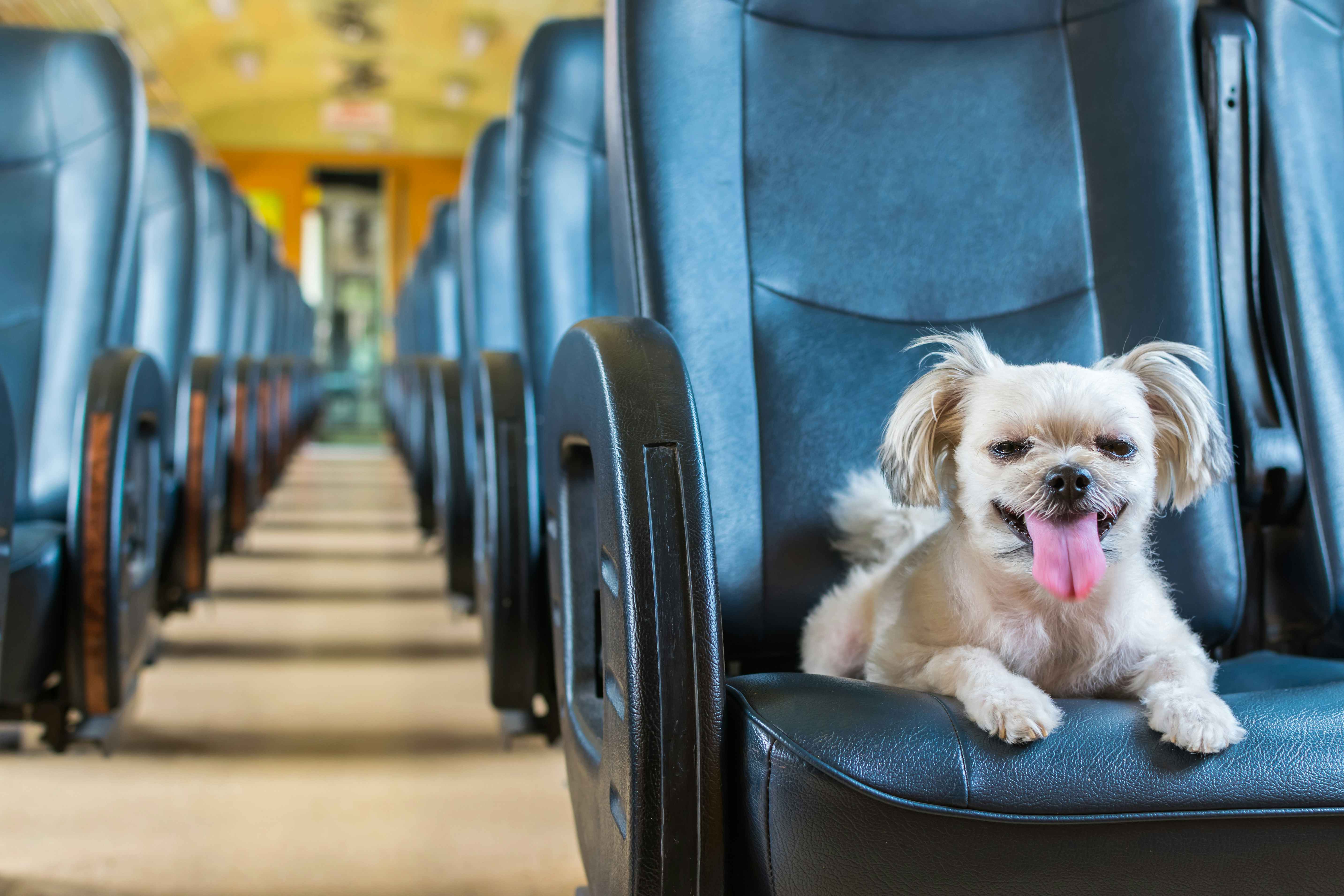 happy small dog sitting on a seat on an empty train with its tongue sticking out