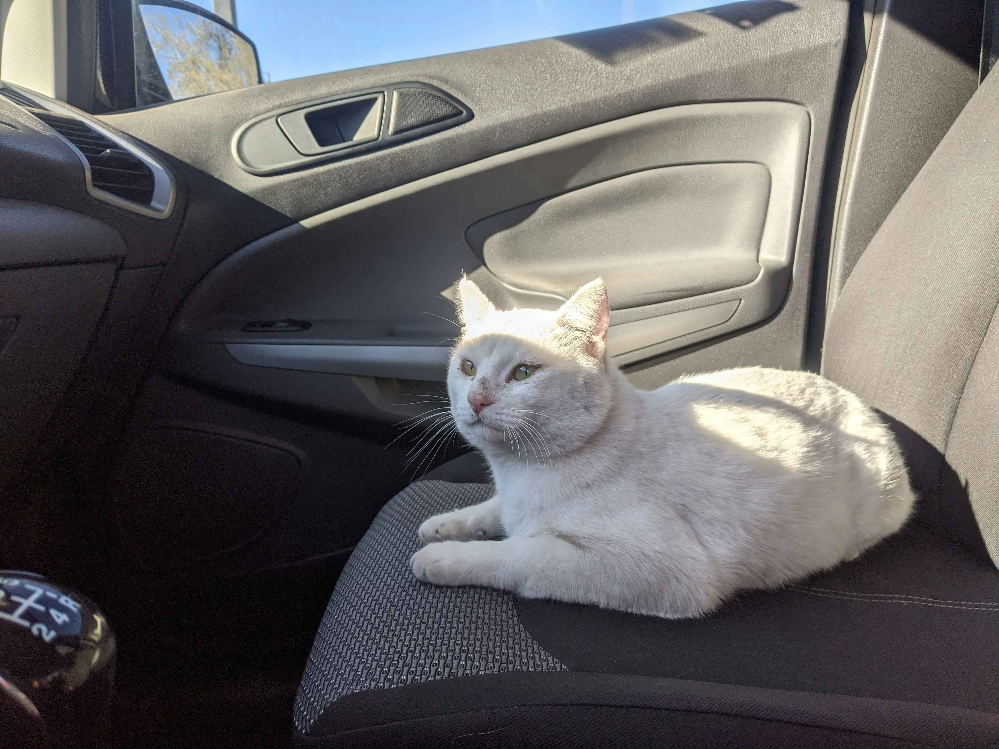 white cat sitting on passenger seat in car staring off into distance