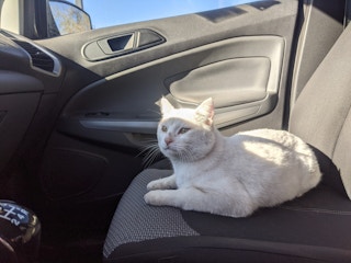 white cat sitting on passenger seat in car staring off into distance