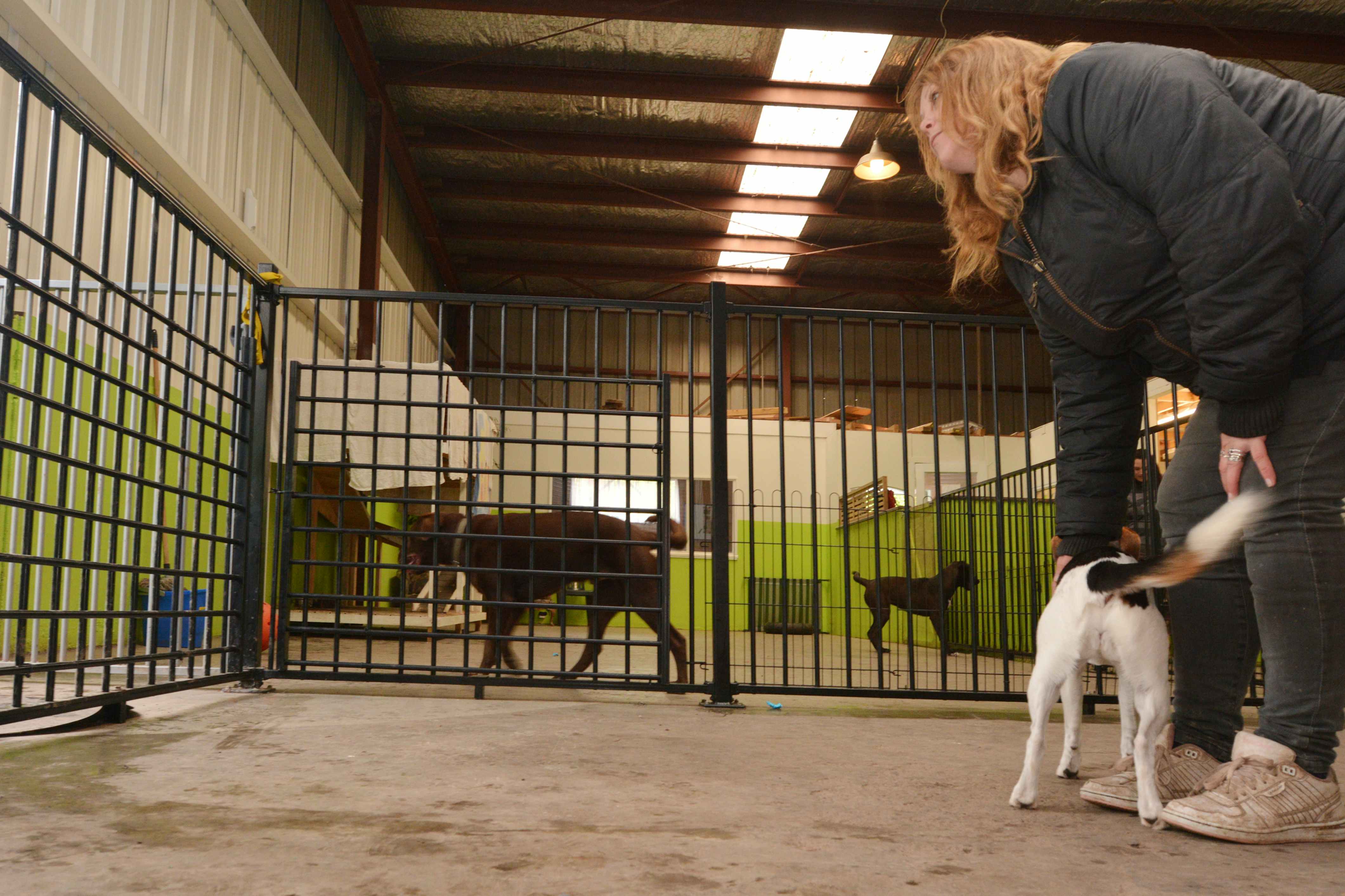 woman petting a dog at a pet kennel with other dogs running around in a gated area behind her