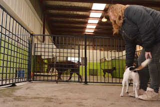 woman petting a dog at a pet kennel with other dogs running around in a gated area behind her