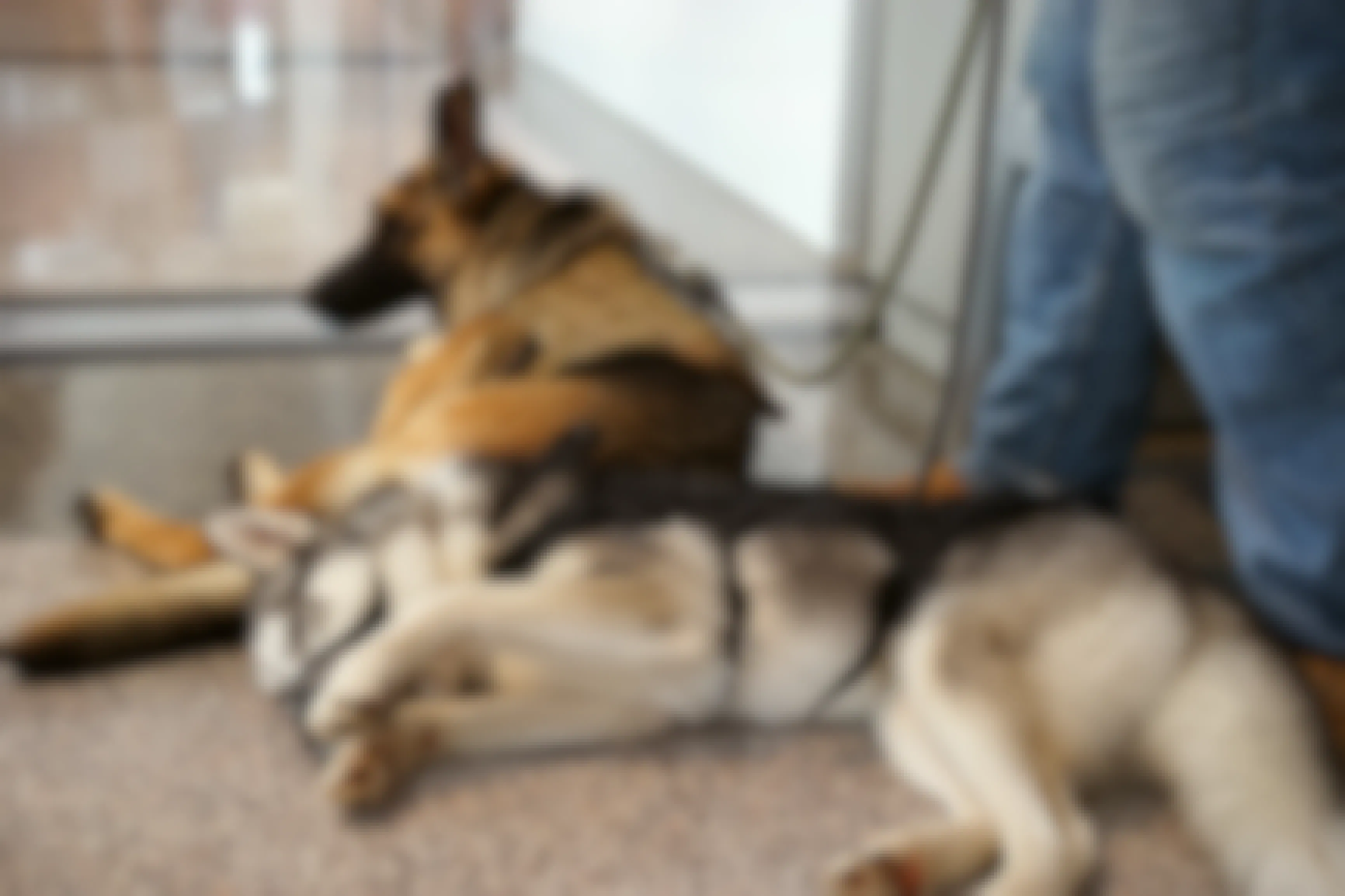 Two emotional support dogs laying on floor