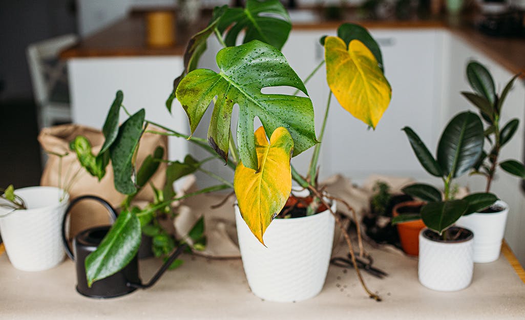 Dying houseplant with yellow leaves