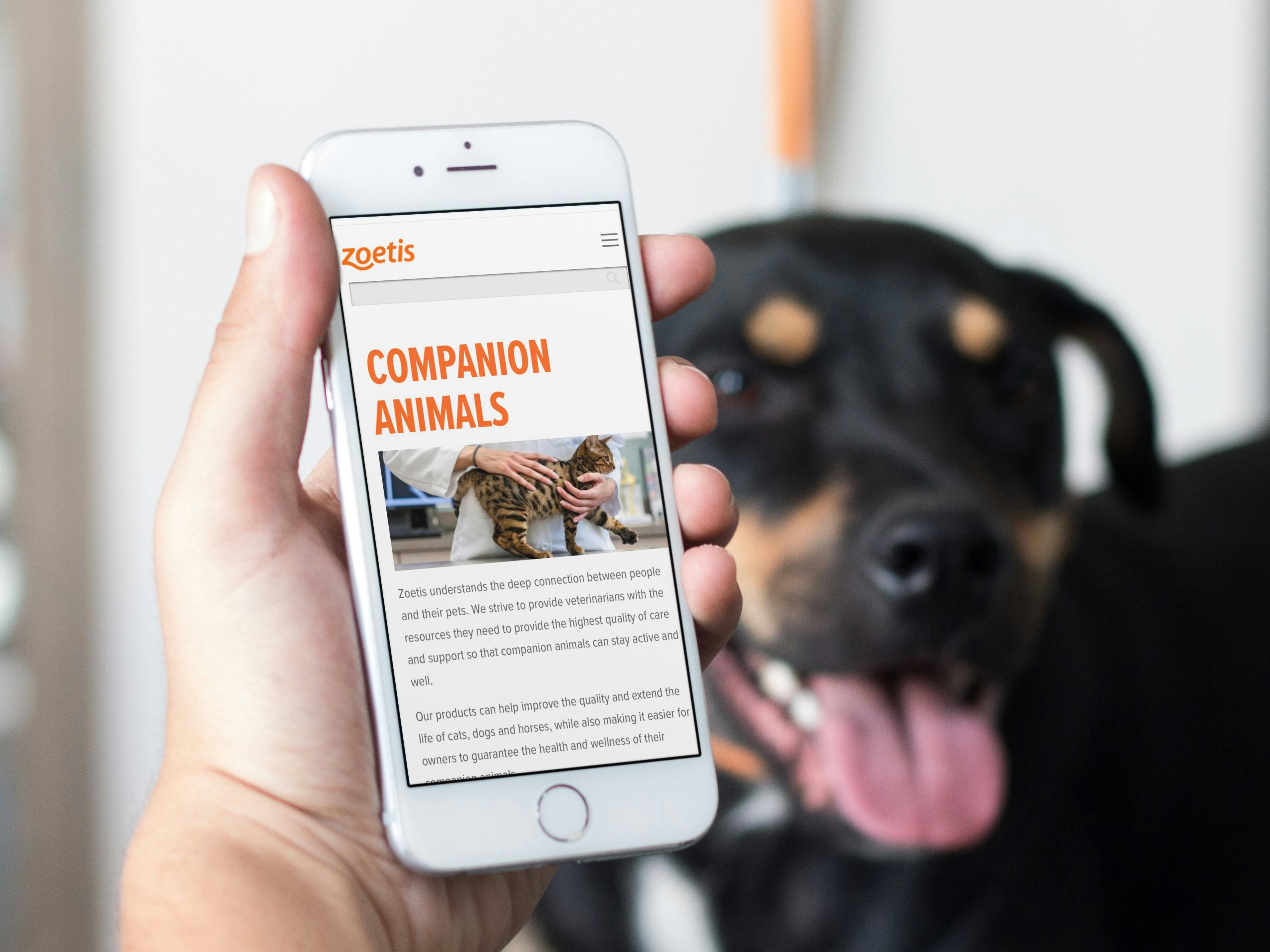 man laying with his dog and searching for pet health savings for companion animals on zoetis.com