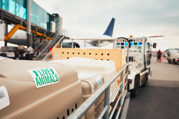 pet carriers in airport