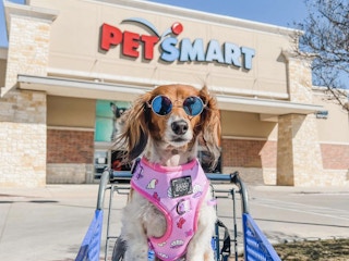 dog in a petsmart cart absolutely adorable