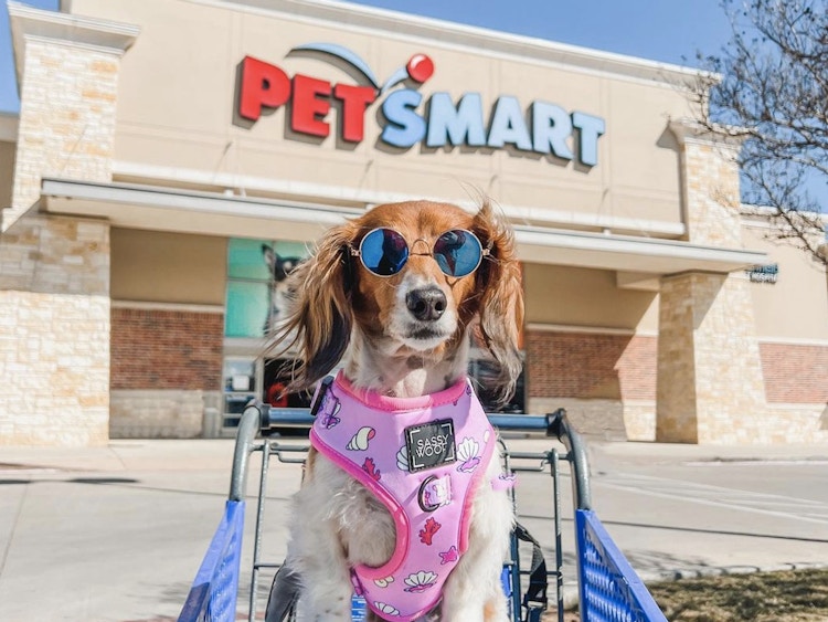 dog in a petsmart cart absolutely adorable
