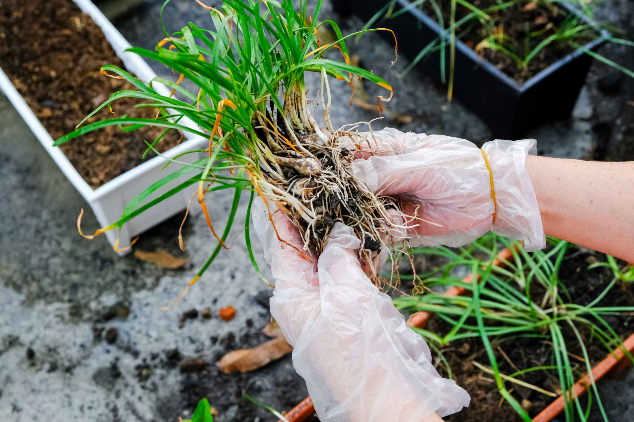 A person's gloved hands separating a plant's roots.