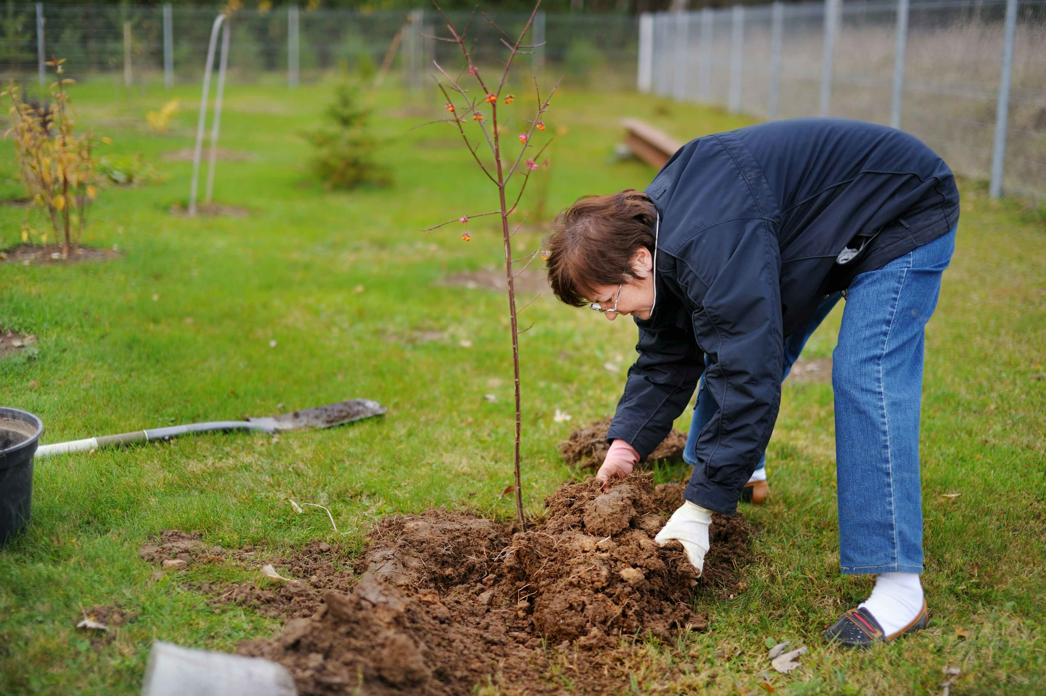 A person bending over and pushing dirt onto the base of a freshly planted tree.