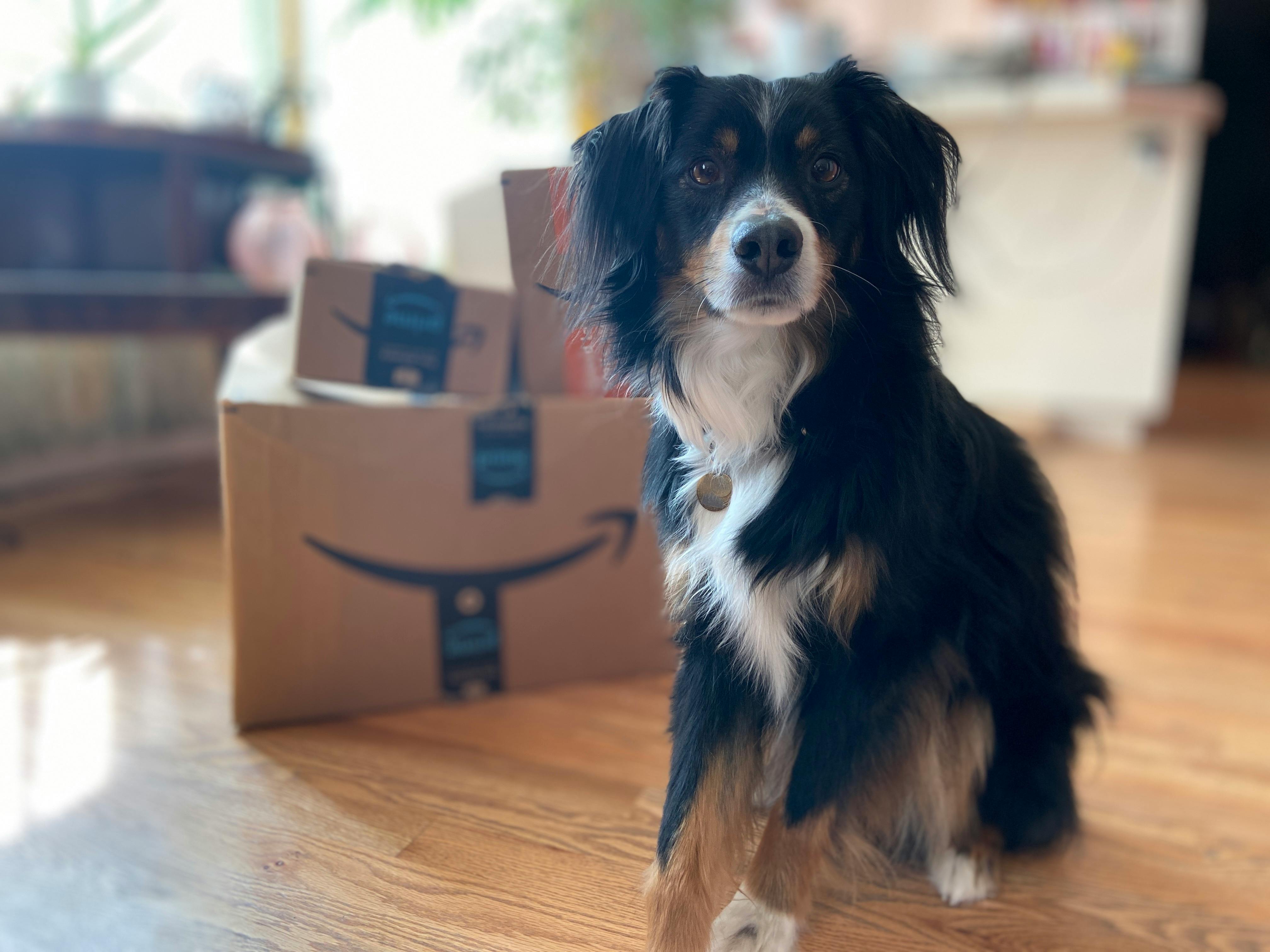 Best Amazon Prime Pet Day Deals The Krazy Coupon Lady