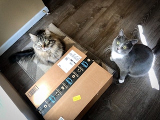 amazon cats box 1650306999 1650306999