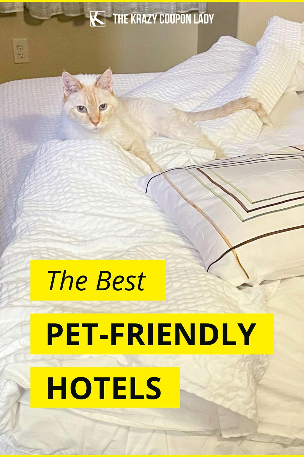 These 15 Pet-Friendly Hotels Welcome You & Your Furry Friend