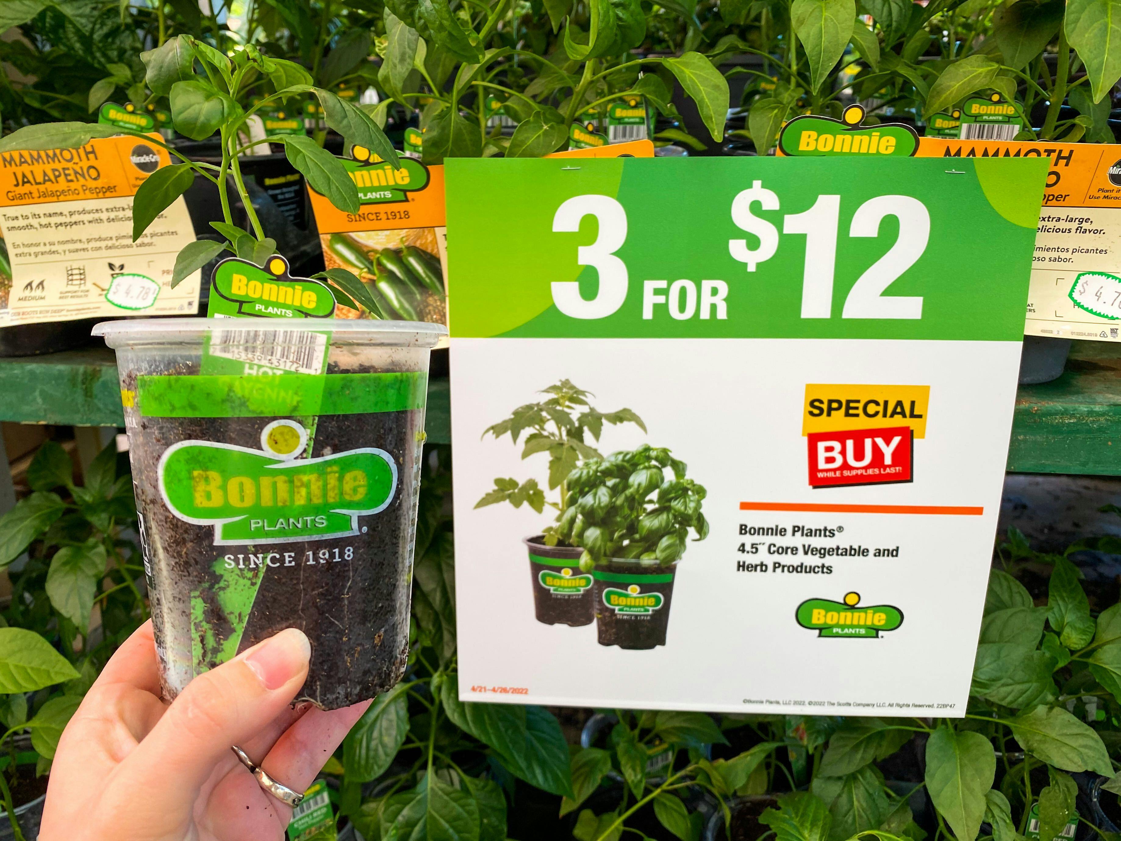 A person's hand holding a Bonnie plant next to a sign advertising them to be 3 for $12 at Home Depot