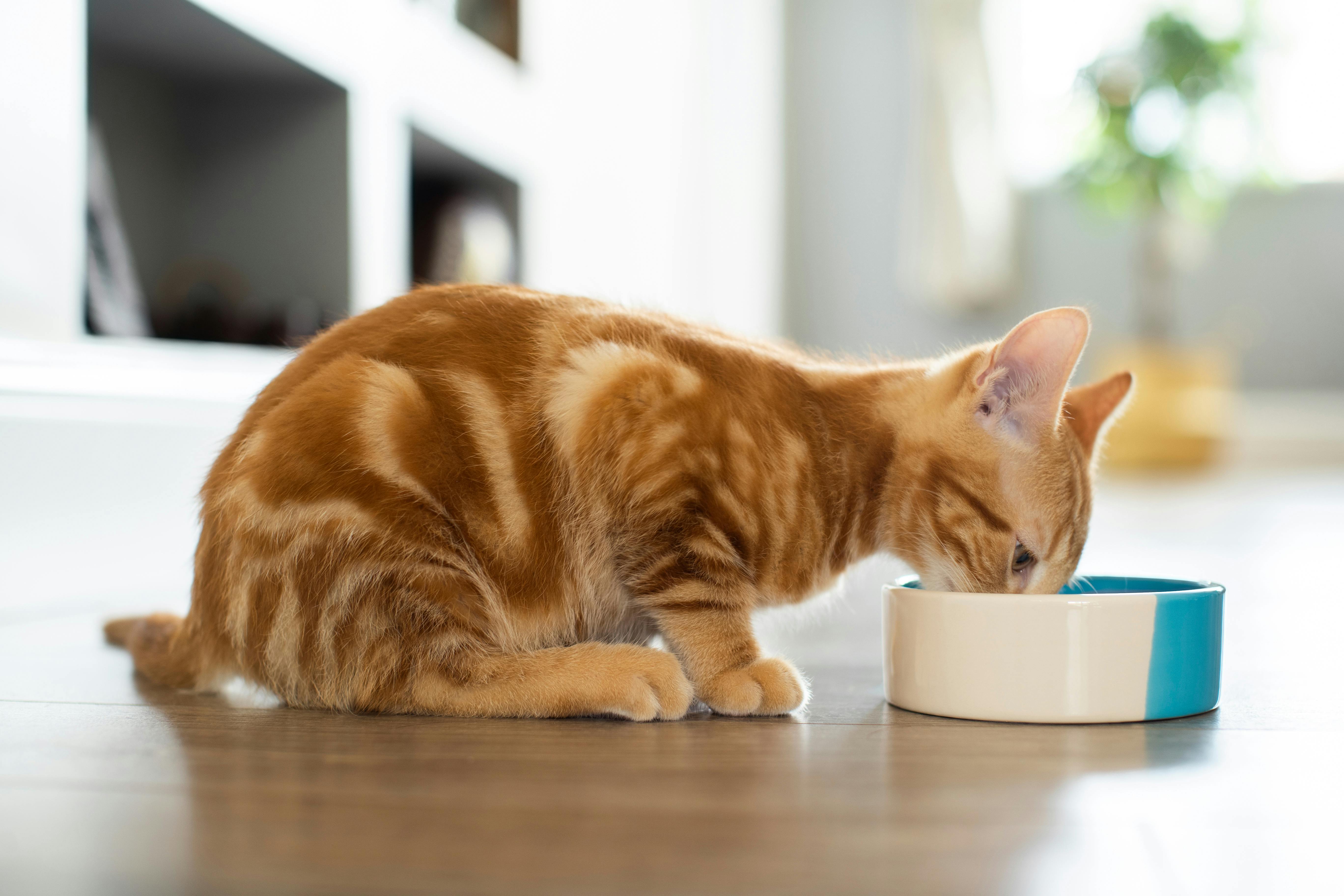 Where to Get Cheap Cat Food — The Krazy Coupon Lady