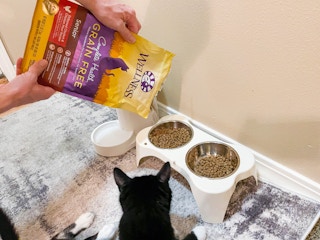 wellness complete health grain free senior cat food being poured into bowl