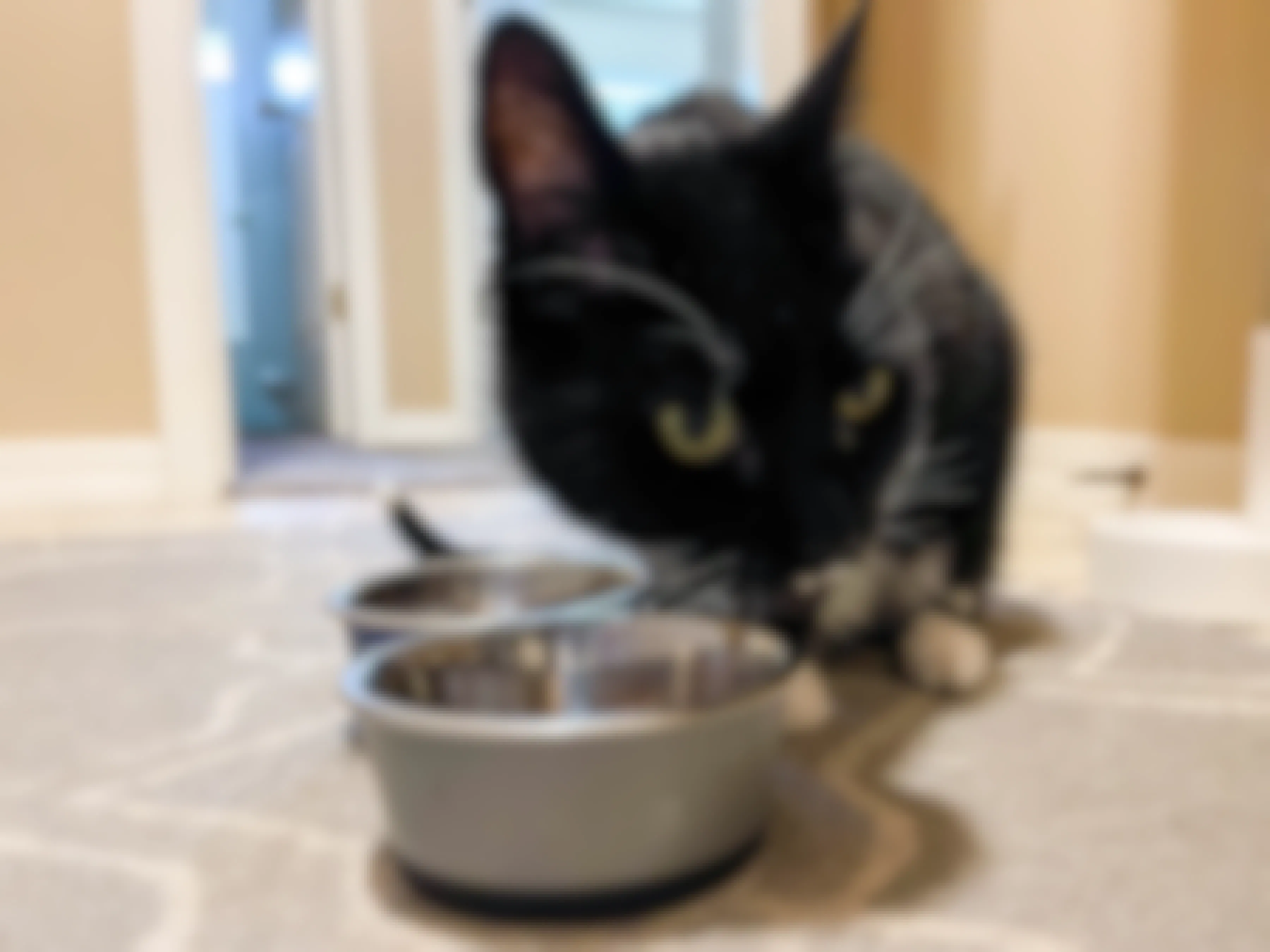 a cat sitting in front of cat bowl getting ready to eat