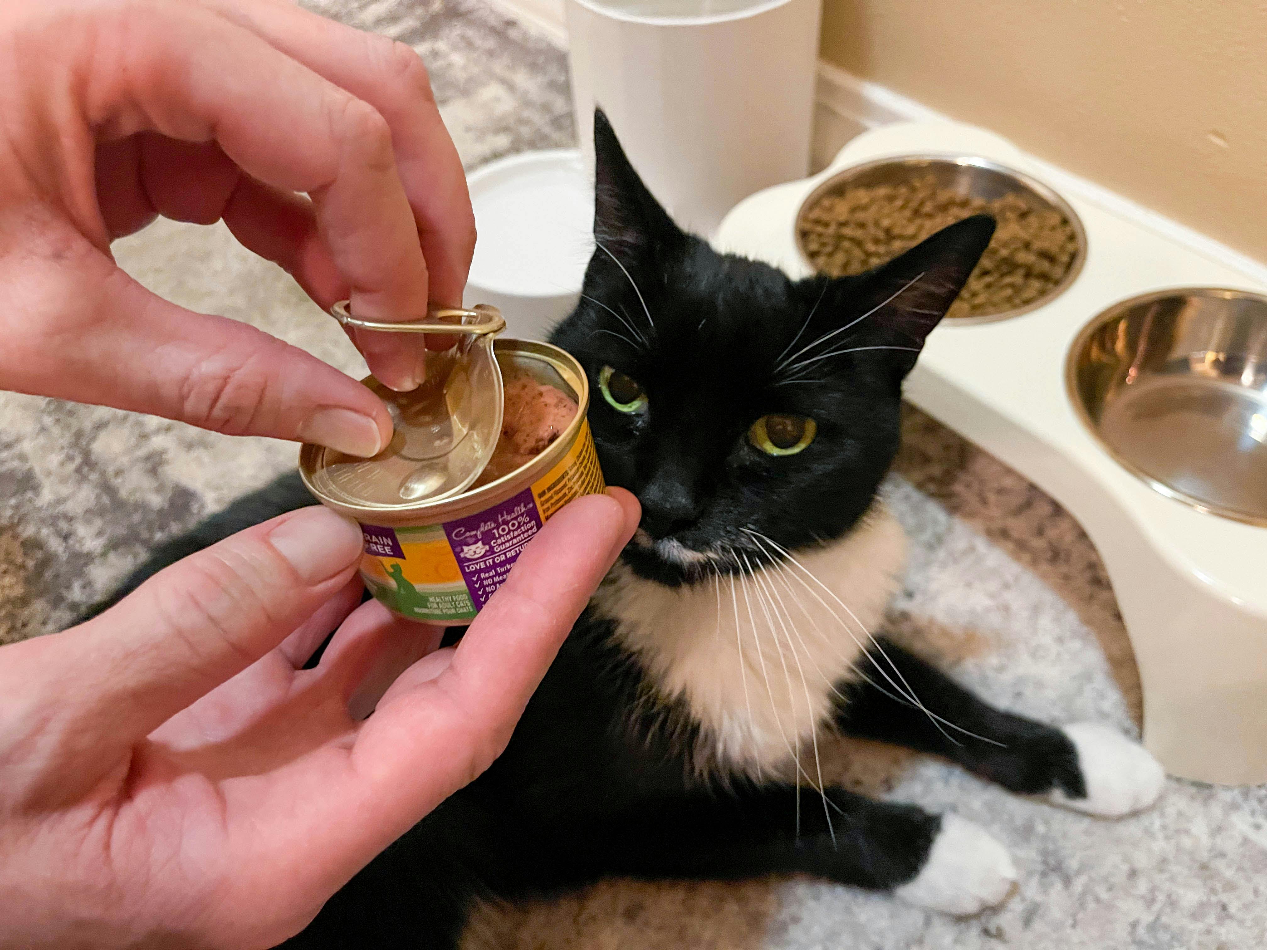 person opening wet canned cat food near dish
