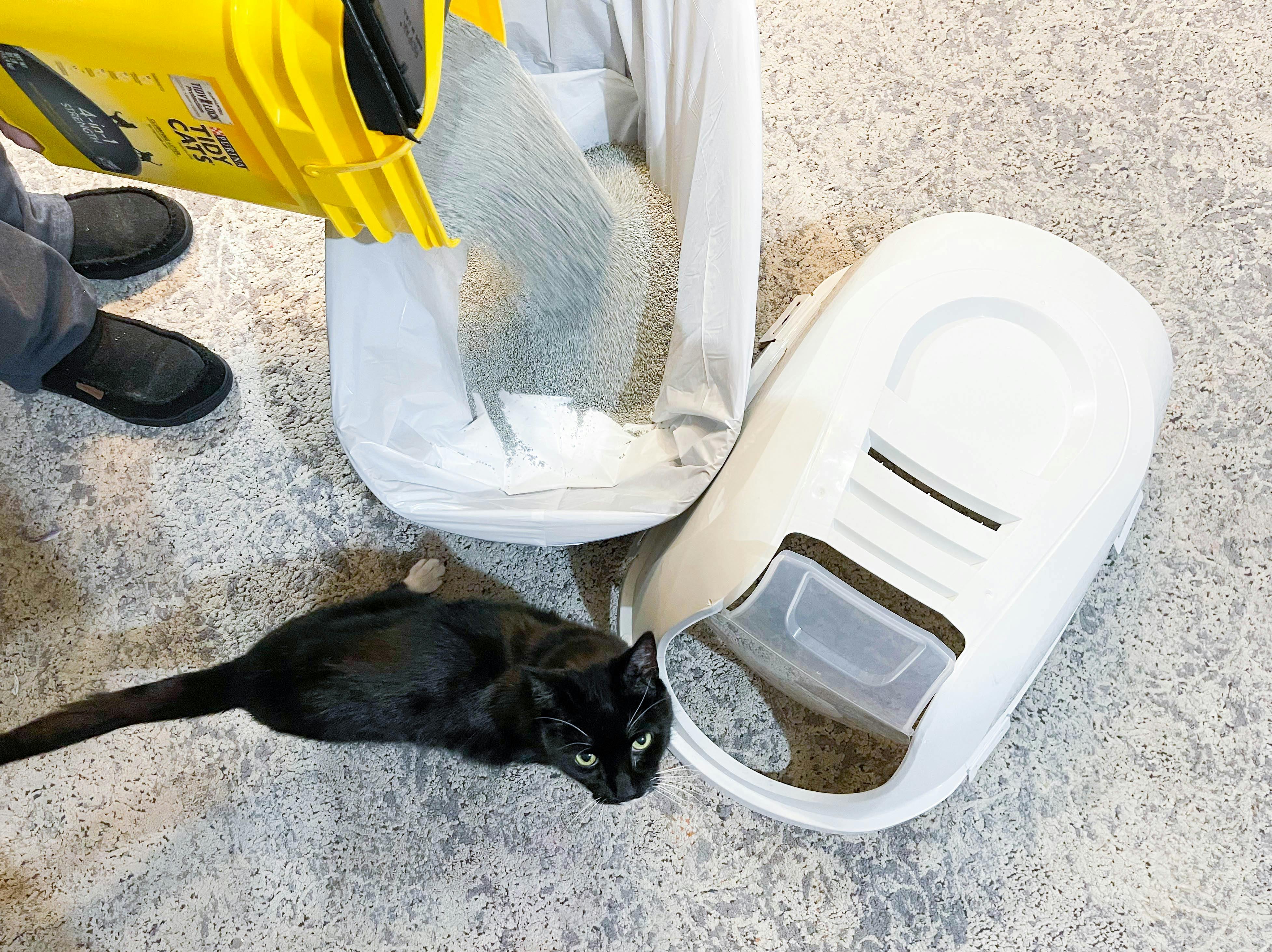 a person pouring cat litter into cat litter box with cat near by