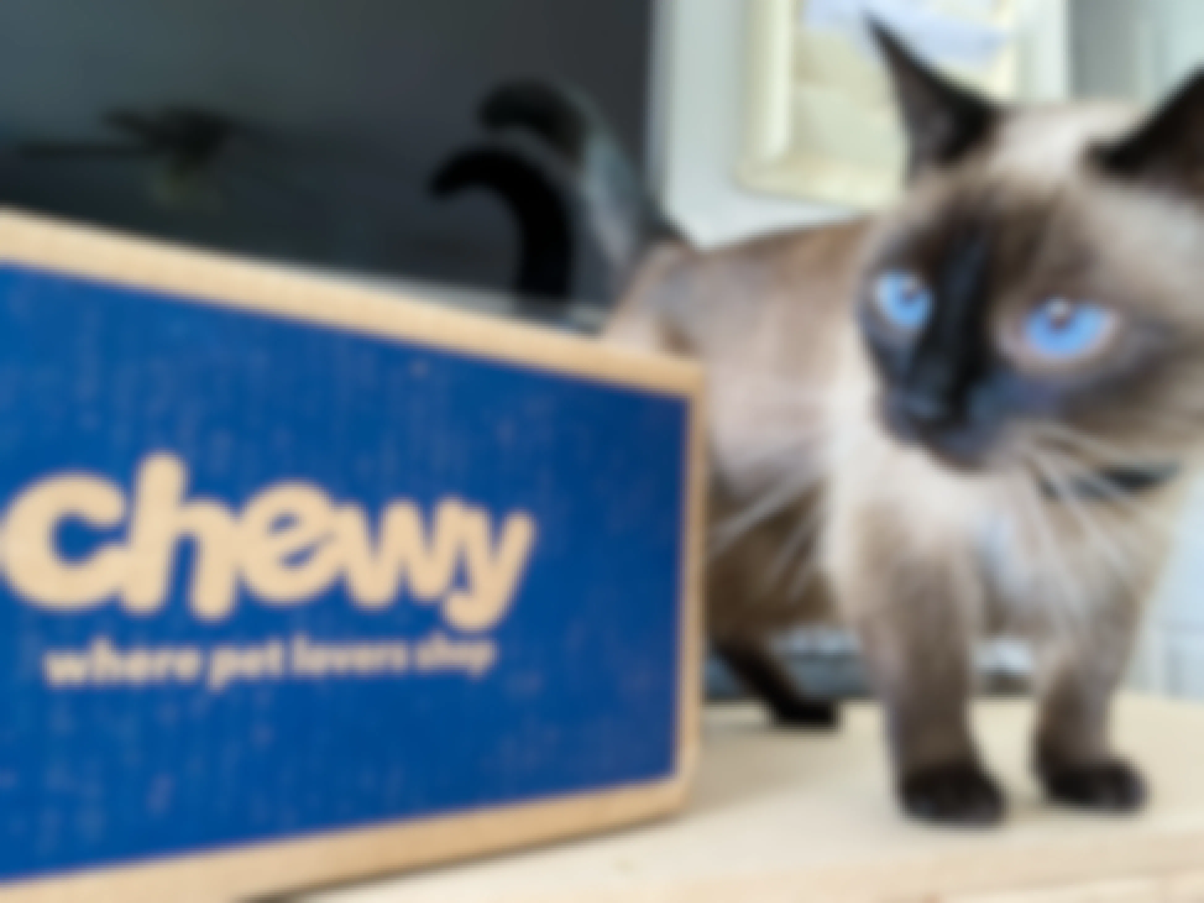A cat standing on a counter next to a Chewy box.
