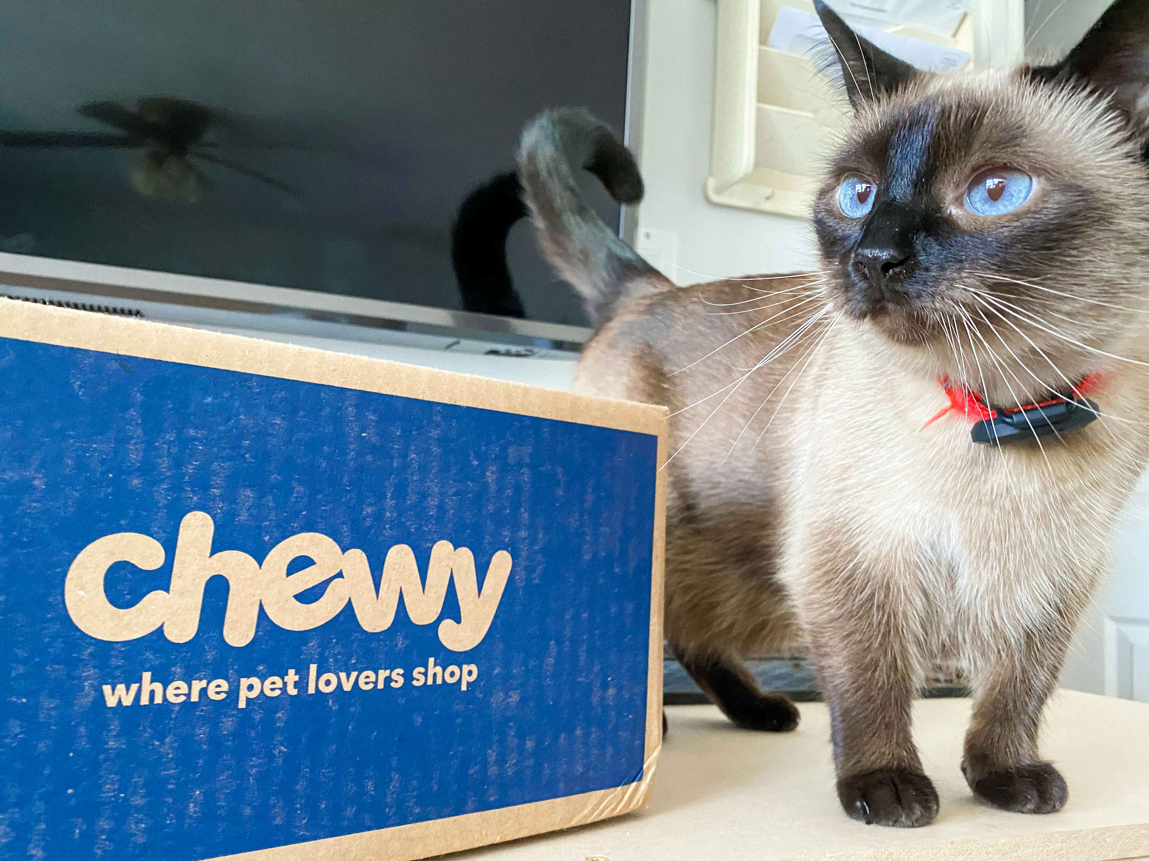 A Chewy box sitting on a counter next to a cat that is looking up to the side.