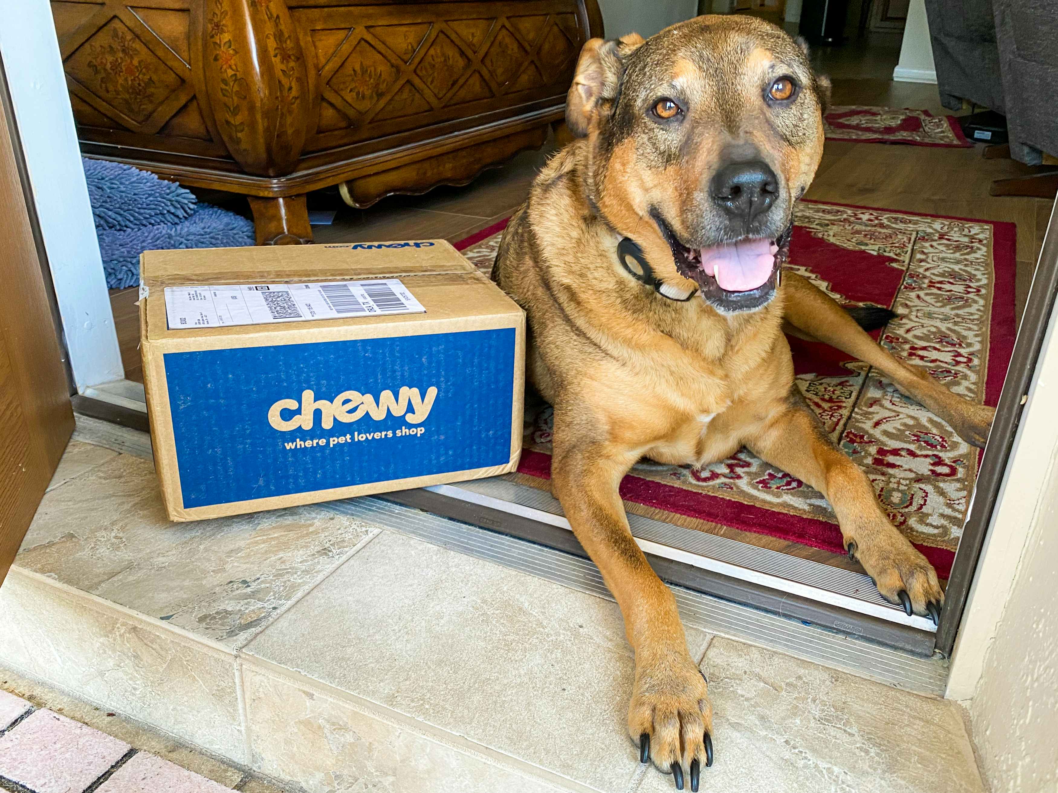 A dog laying in a front doorway with a Chewy box next to it.