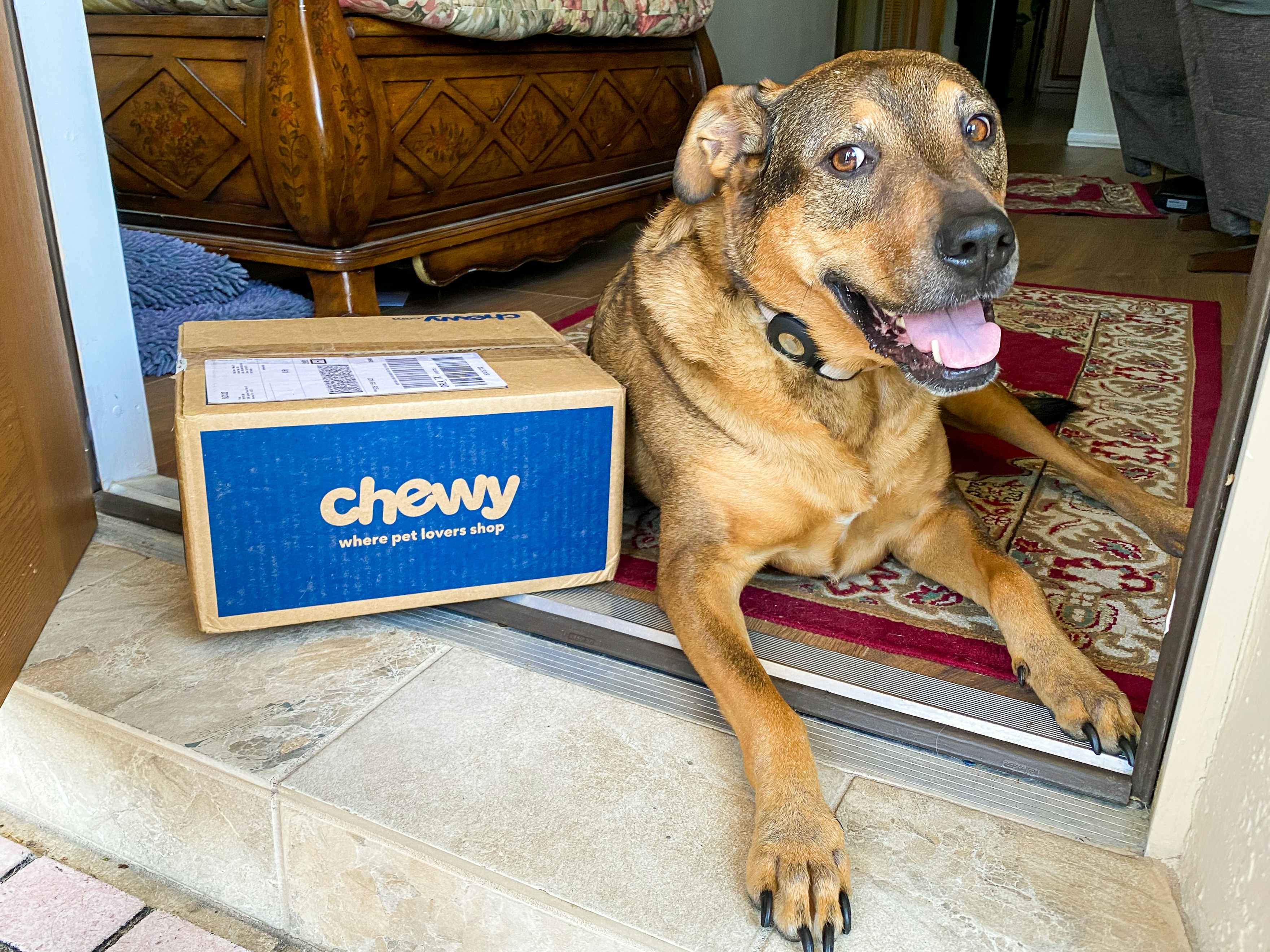 A dog laying in a front doorway with a Chewy box next to it.