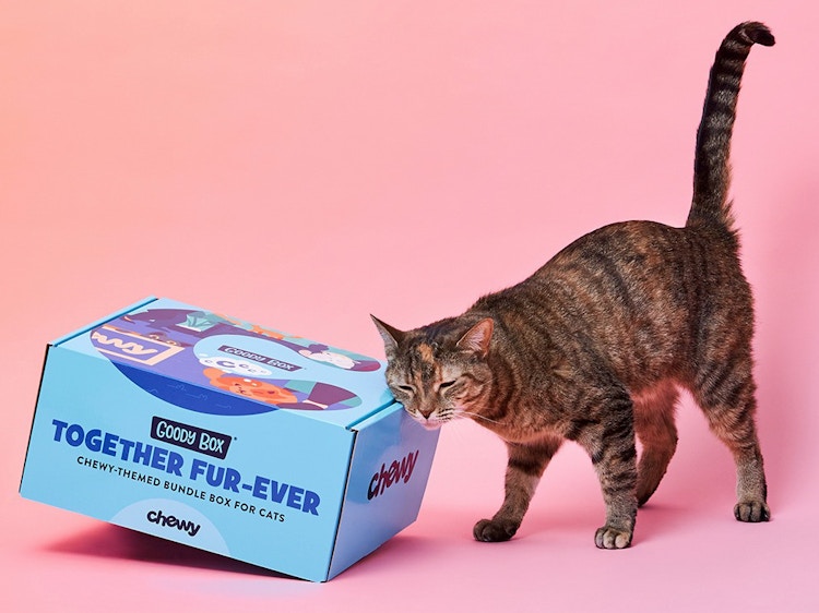 A cat rubbing its face on a blue Goody Box from Chewy against a pink background.