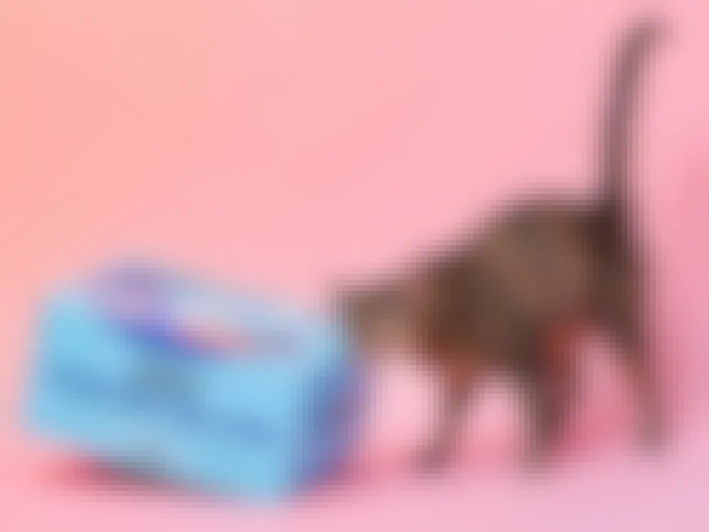 A cat rubbing its face on a blue Goody Box from Chewy against a pink background.