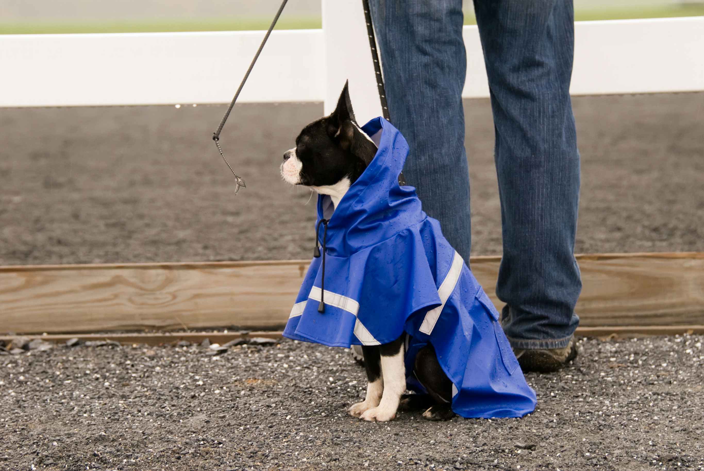 A black and white dog wearing a blue raincoat sitting on the ground next to owner.