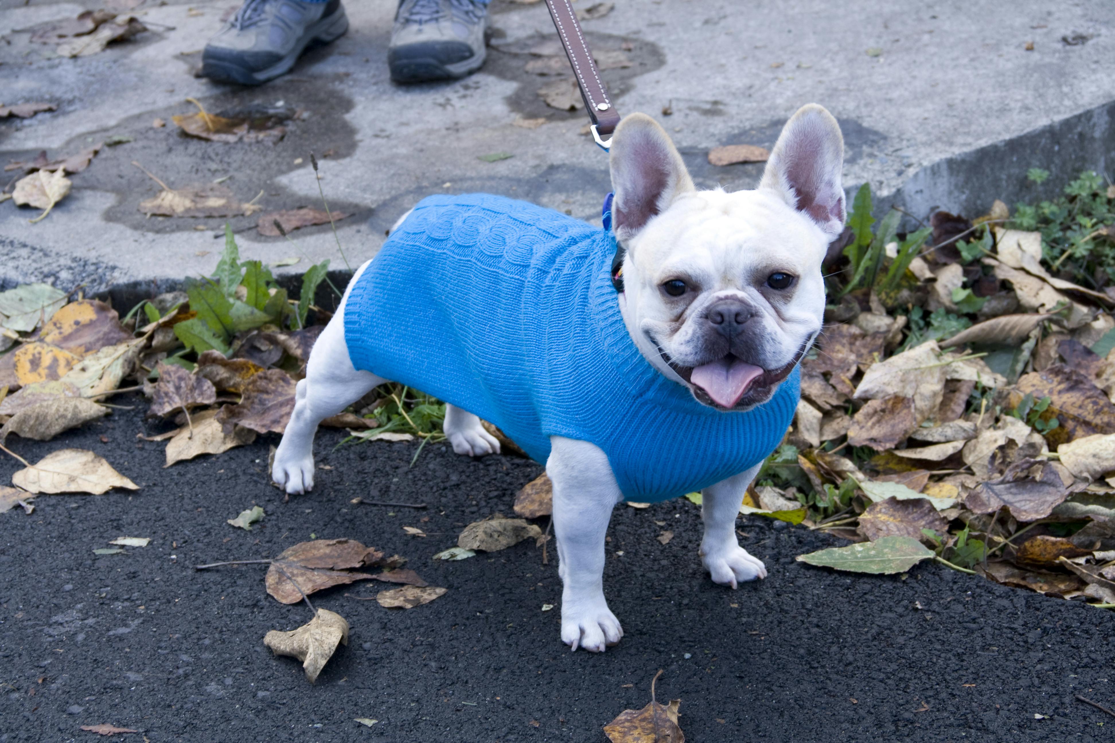 Where to Find Cheap Dog Clothes All Year Long The Krazy Coupon Lady