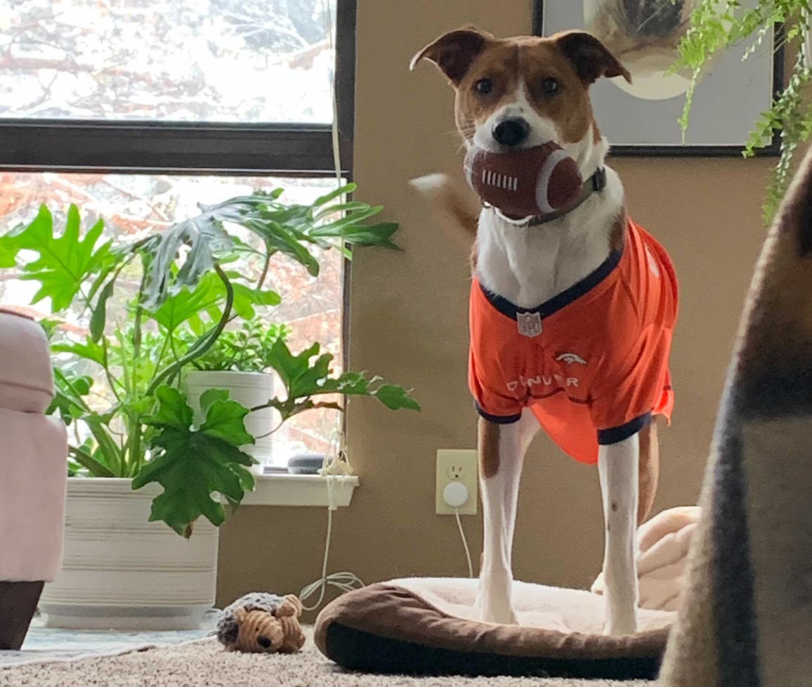 Where to Find Cheap Dog Clothes All Year Long The Krazy Coupon Lady