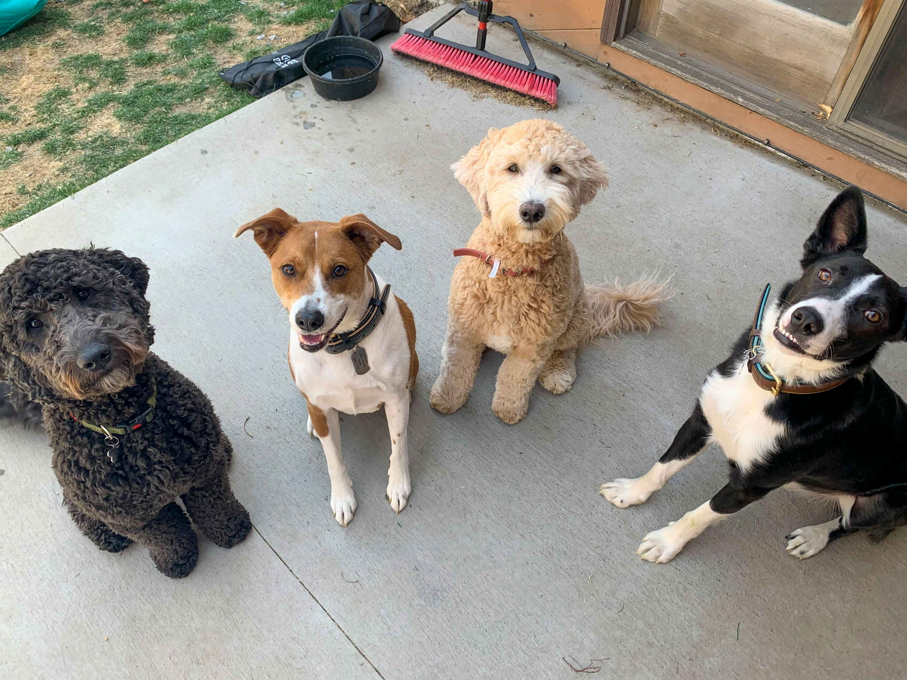 4 dogs sitting on a cement patio looking up at the camera. All 4 dogs are different breeds.