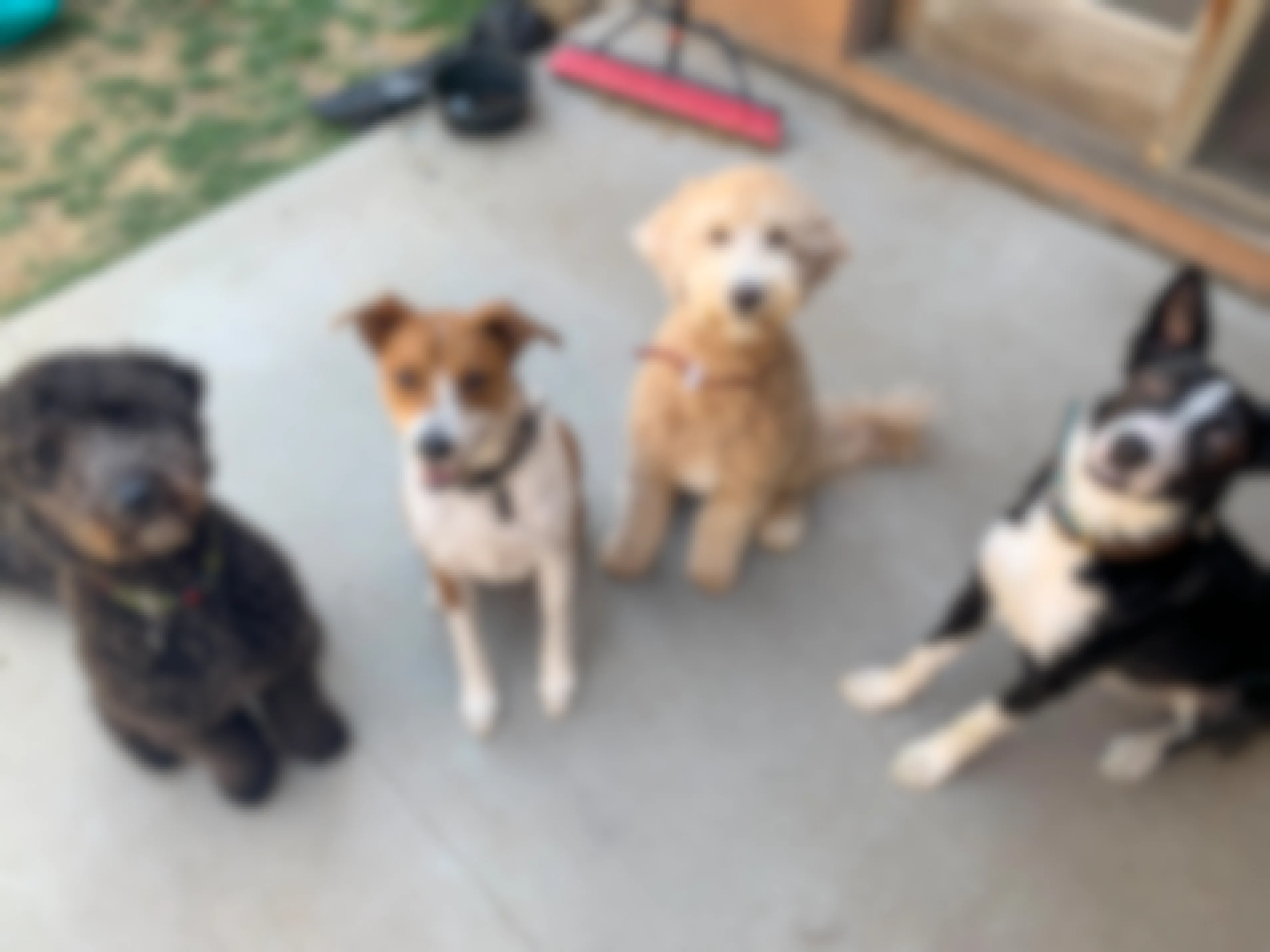 4 dogs sitting on a cement patio looking up at the camera. All 4 dogs are different breeds.