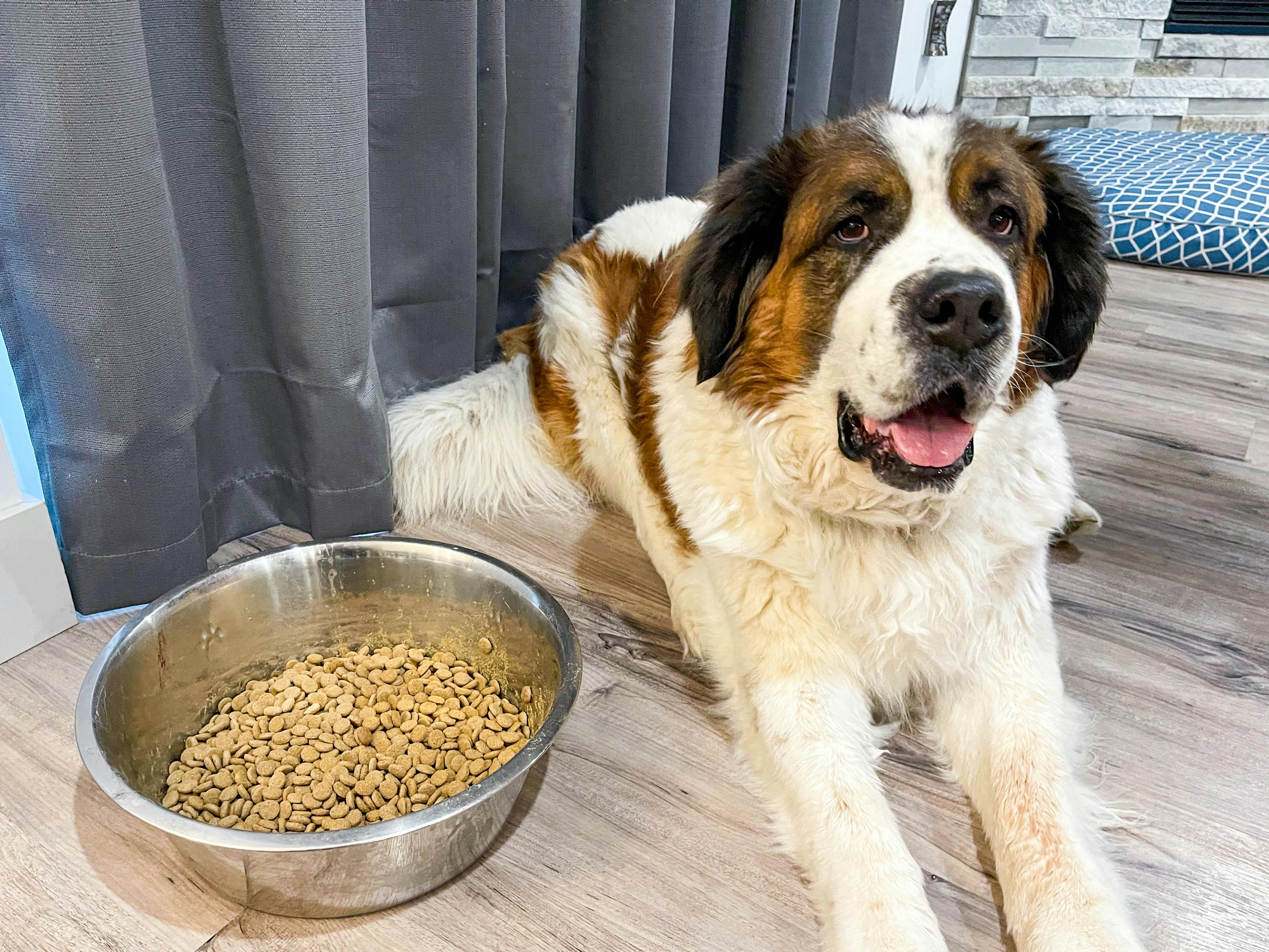 a large dog sitting by a large bowl of dog food
