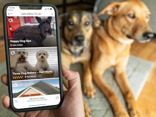 person on phone searching for pet services on bring fido app with dogs in background