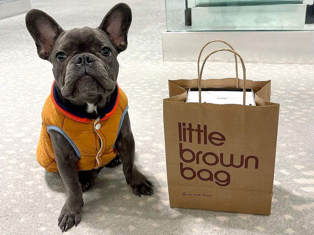 black french bulldog wearing a vest and sitting next to bloomingdales little brown bag