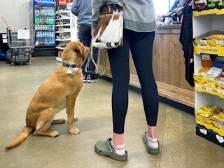 person in local garden store in checkout lane with yellow lab dog on leash