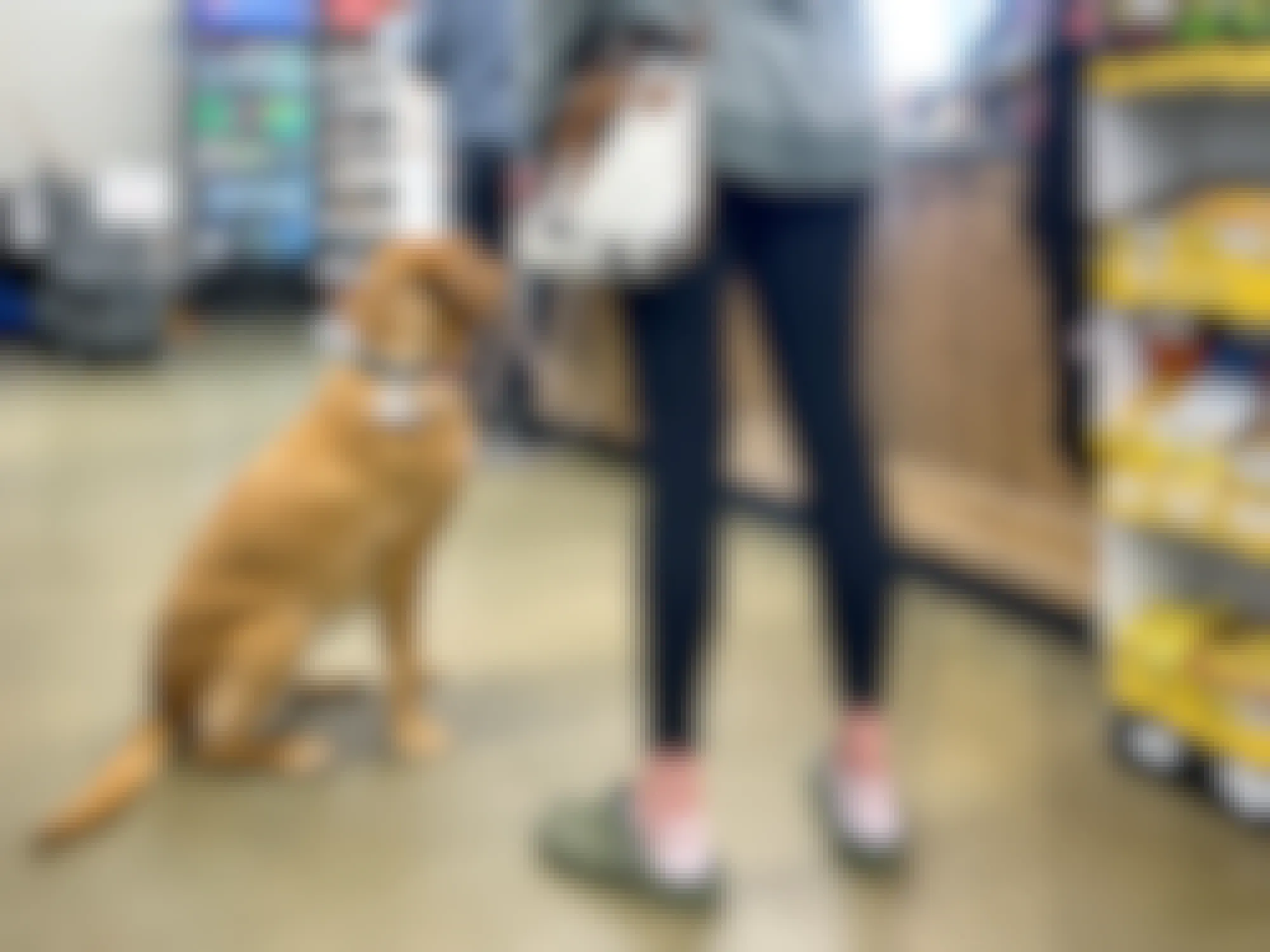 person in local garden store in checkout lane with yellow lab dog on leash
