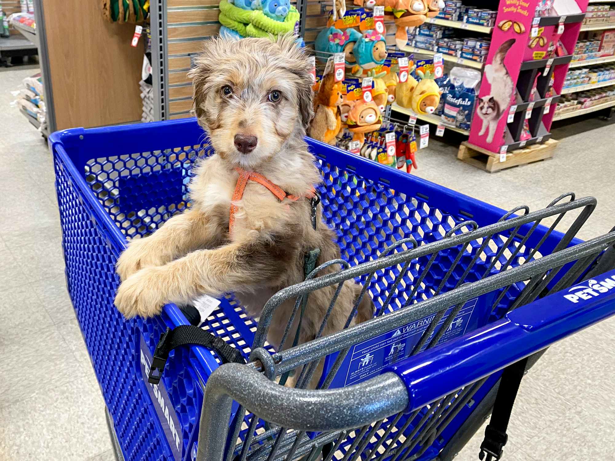 doodle puppy in blue petsmart shopping cart in store