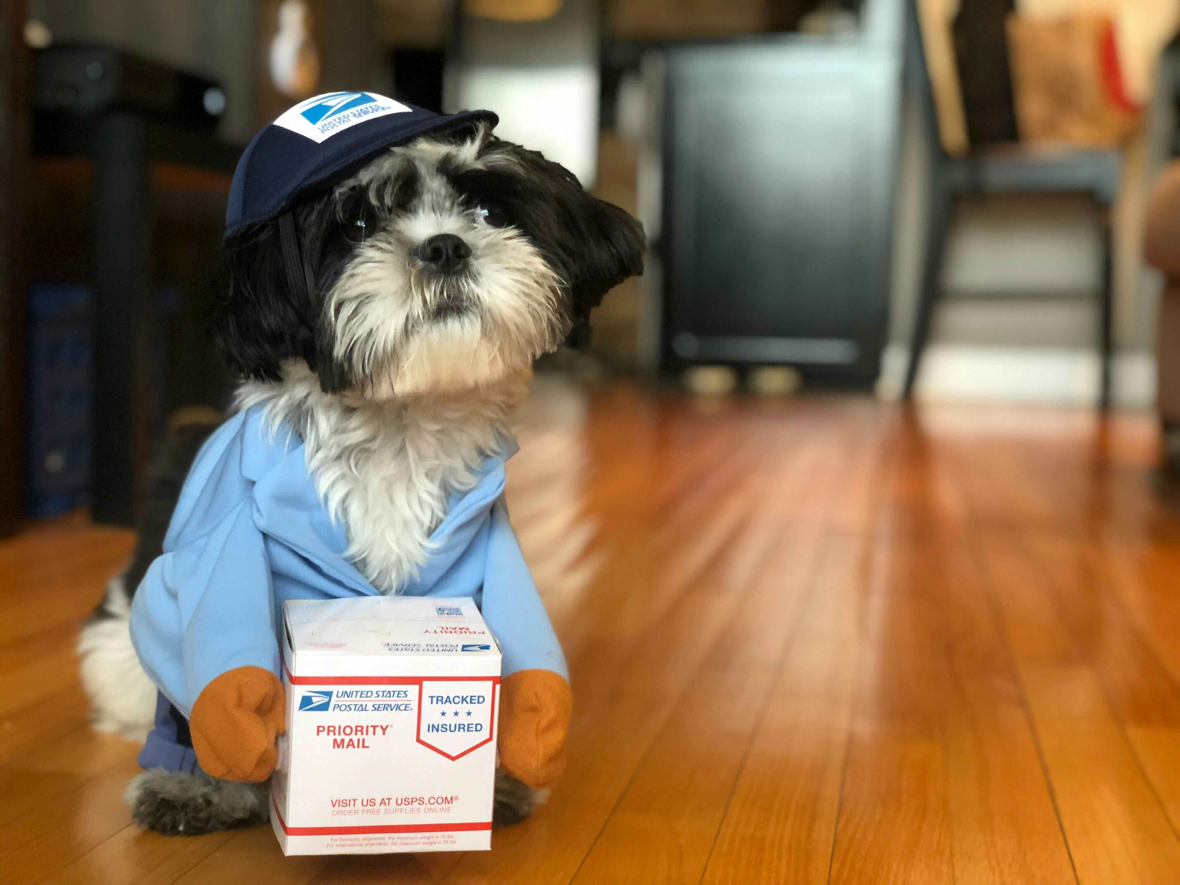 A small black and white dog dressed in a US Postal Service costume with a little package.